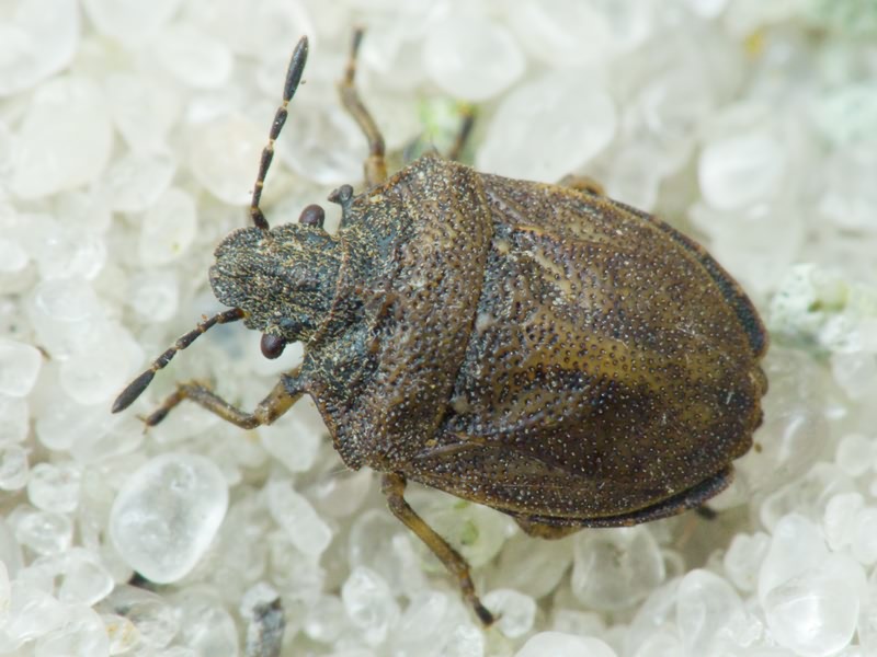 Podops (Podops) inunctus (Fabricius, 1775)